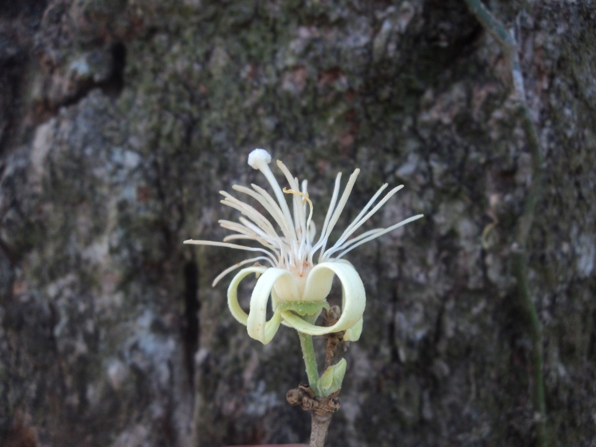 Alangium salviifolium (L.f.) Wangerin